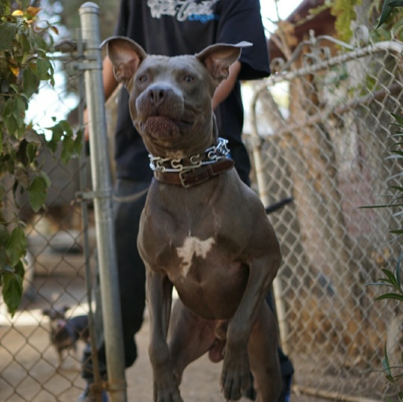 Westcoast_originals - Picture 5 of 8